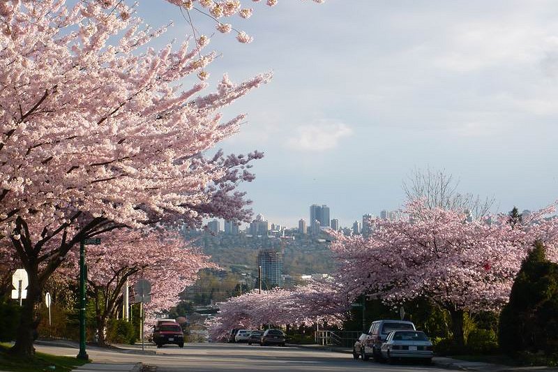 Cherry blossoms in Burnaby, British Columbia