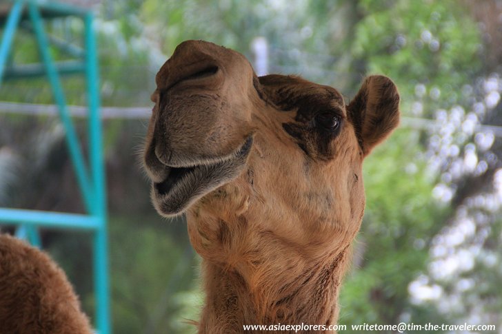 Camel at Sriracha Tiger Zoo