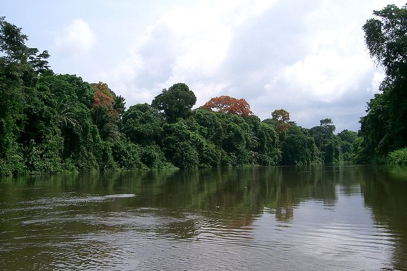 Cameroon rainforest