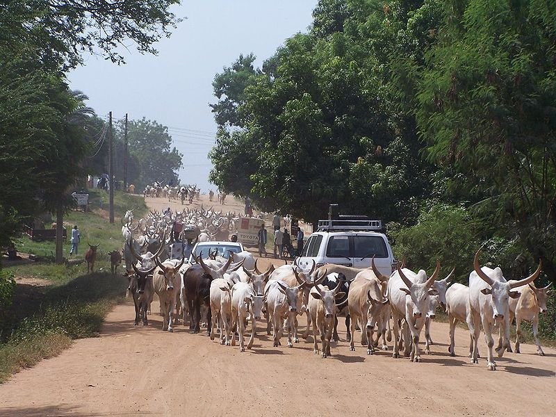 Cattle on the street in Juba, South Sudan