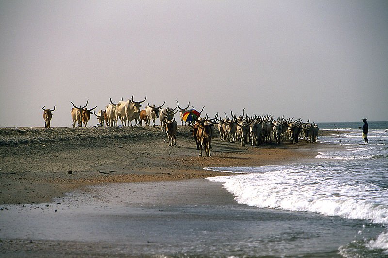 Cattle on a beach near Banjul, Gambia