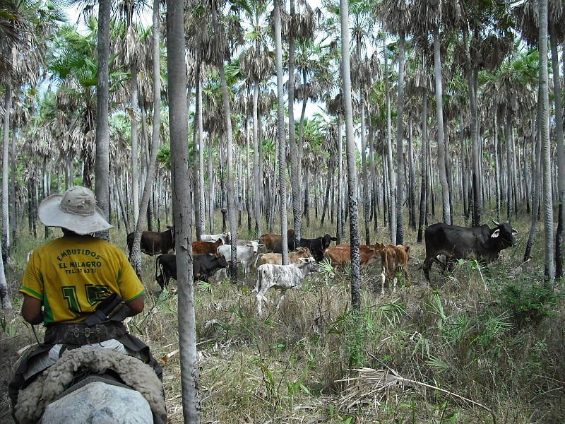 Cattle in the Karanda'y palm tree savannah in the Paraguayan Chaco