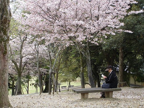 Cherry blossoms in Nara Park