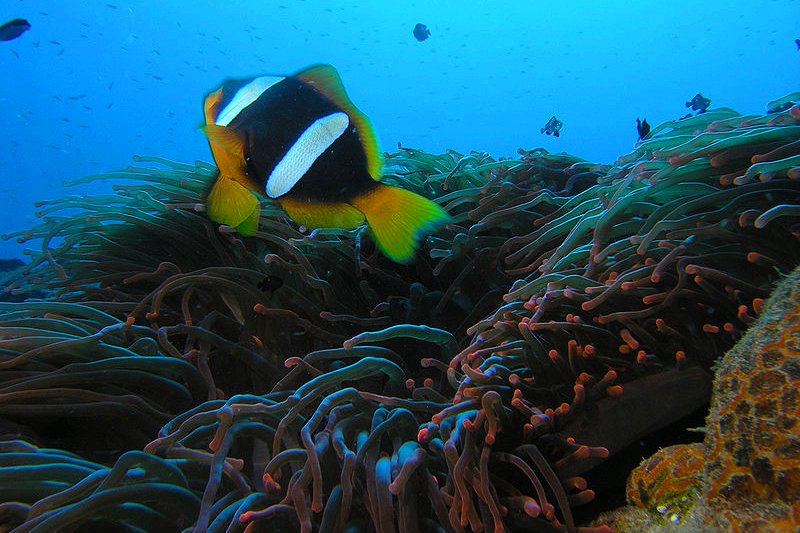 Soft corals off Mohéli, Comoros