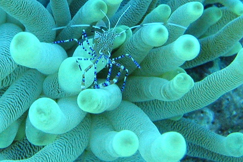 Coral reef, Bonaire