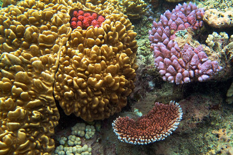 Corals of the Great Barrier Reef