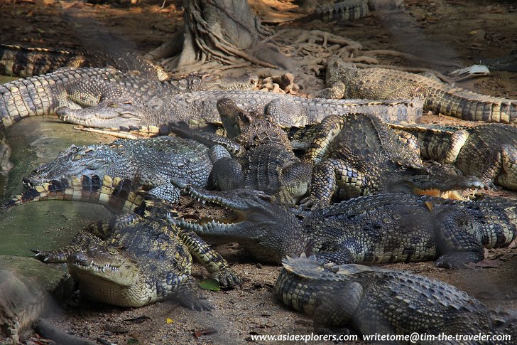 Crocodiles, Sriracha Tiger Zoo