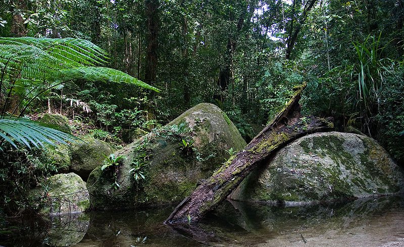 Daintree National Park rainforest