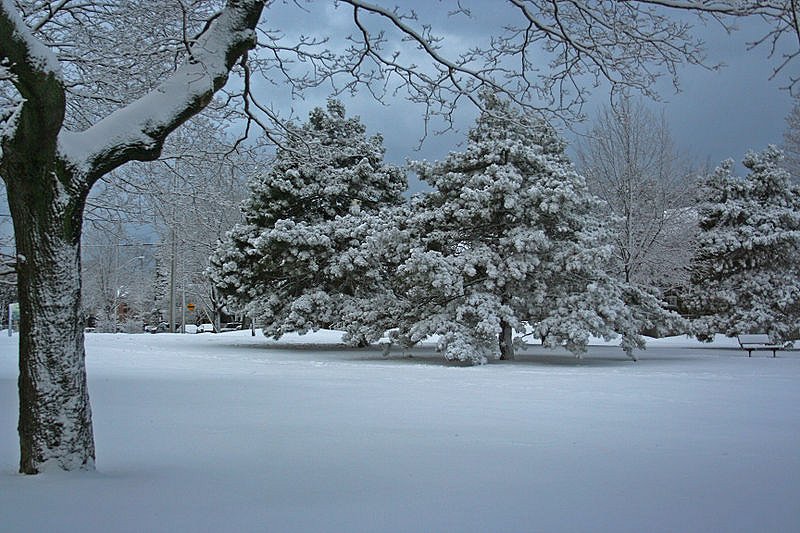 Dentonia Park, Toronto, in winter