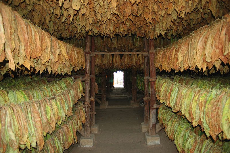 Drying tobacco leaves