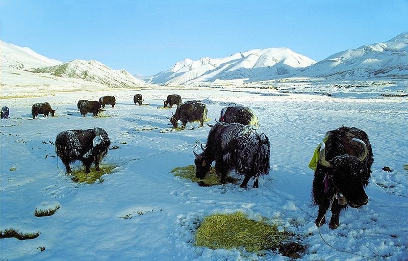 Yaks in the snow, Dzakar Chu Valley, Tibet