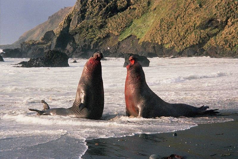 Elephant seals, Macquarie Island