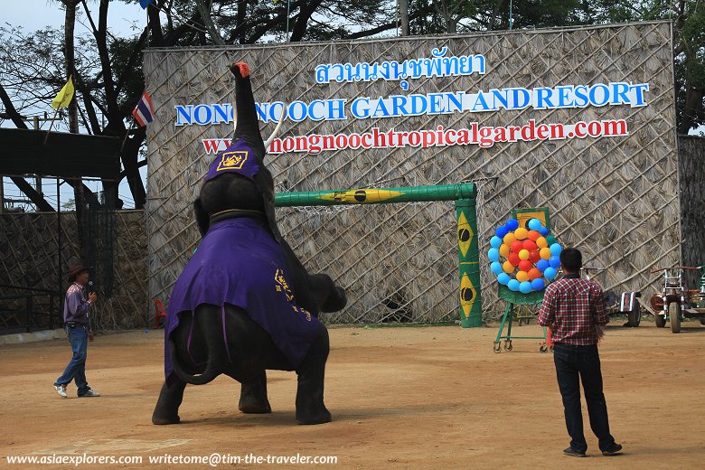 Elephant throwing dart, Nong Nooch