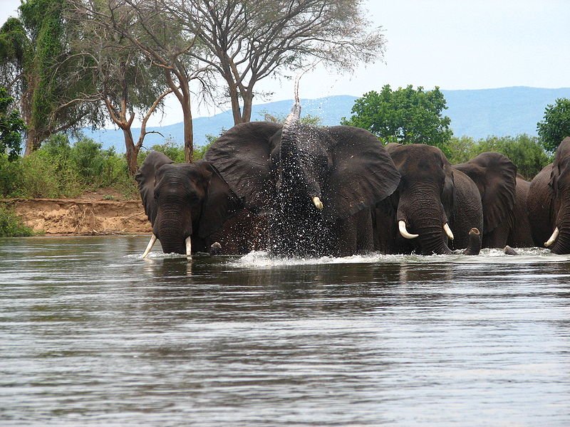 Elephants crossing the Zambesi River