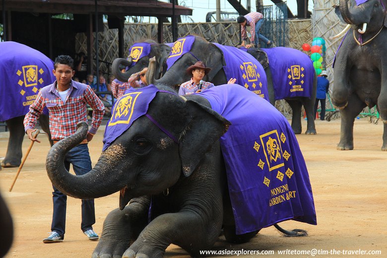 Elephant kneeling a welcome, Nong Nooch