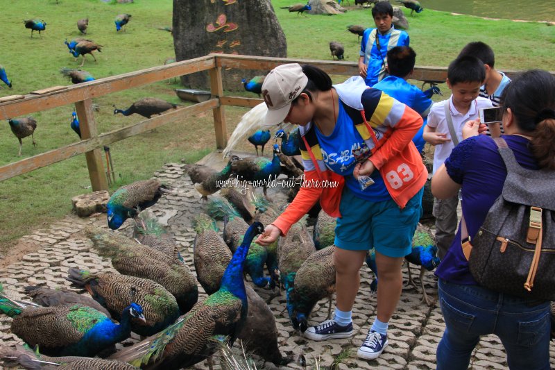 Xishuangbanna Virgin Forest Park