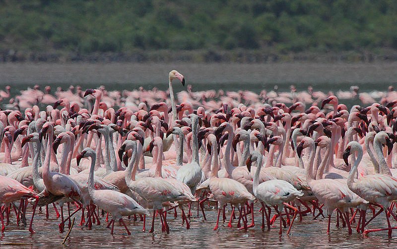Flamingos in Lake Bogoria, Kenya