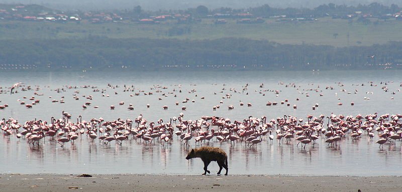 Hyena and flamingos at Lake Nakuru National Park