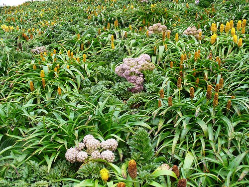 Flora on Campbell Island, one of the New Zealand Sub-Antarctic Islands
