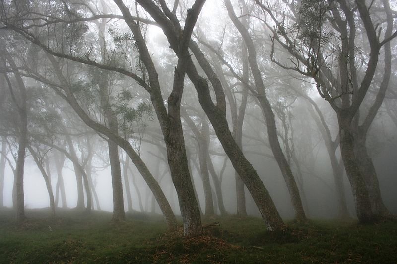 Forêt des Hauts-sous-le-Vent, Réunion