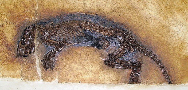 Fossilized animal from the Messel Pit