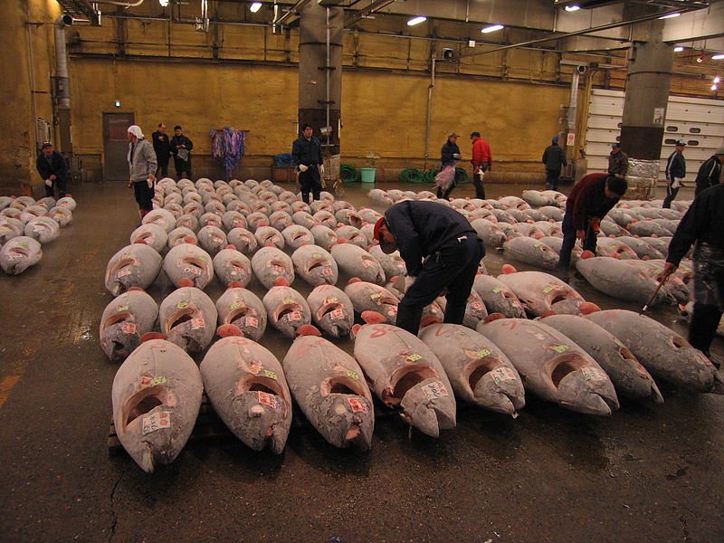 Frozen tuna at Tsukiji Fish Market