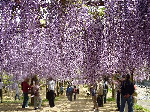 Fuji Park (fuji means wisteria in Japanese) in Wake, Okayama Prefecture