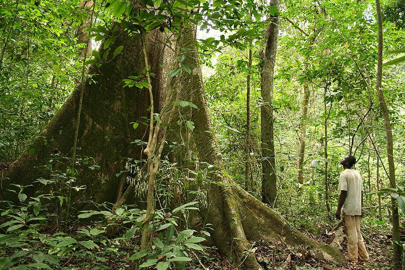 Gabon rainforest
