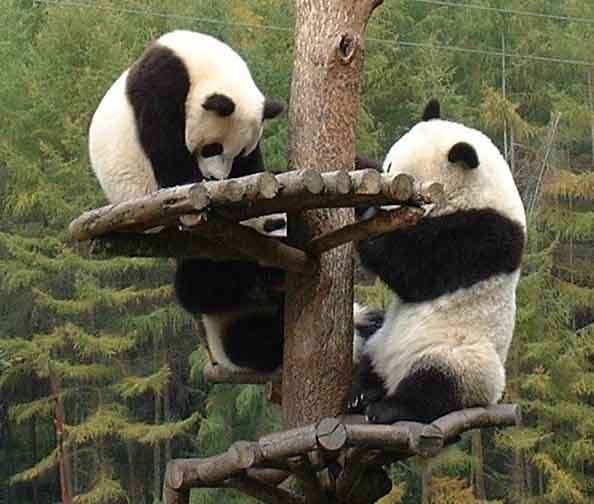 Giant Panda, Wolong, Sichuan