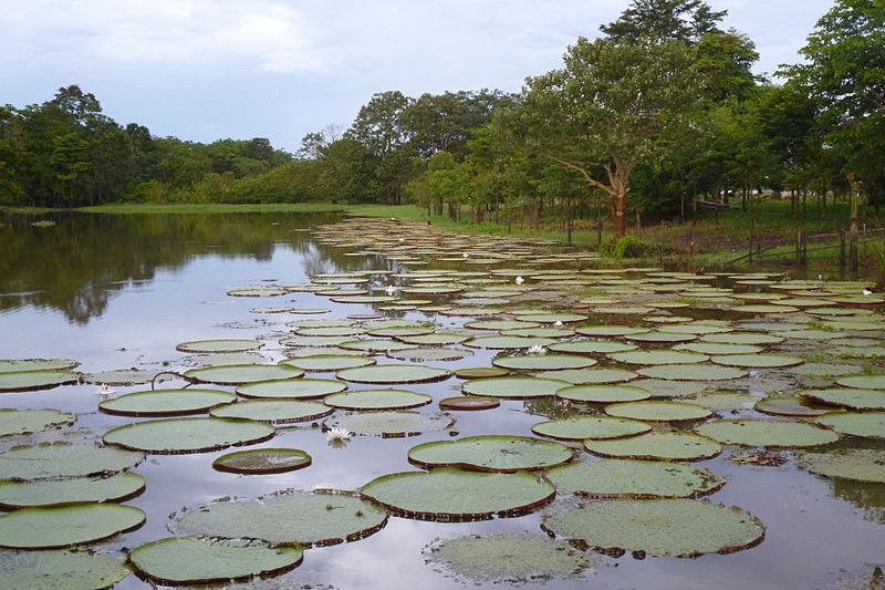 Giant waterlilies in Leticia