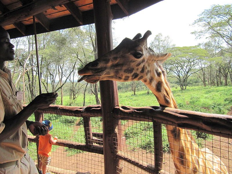 Giraffe Centre, Nairobi