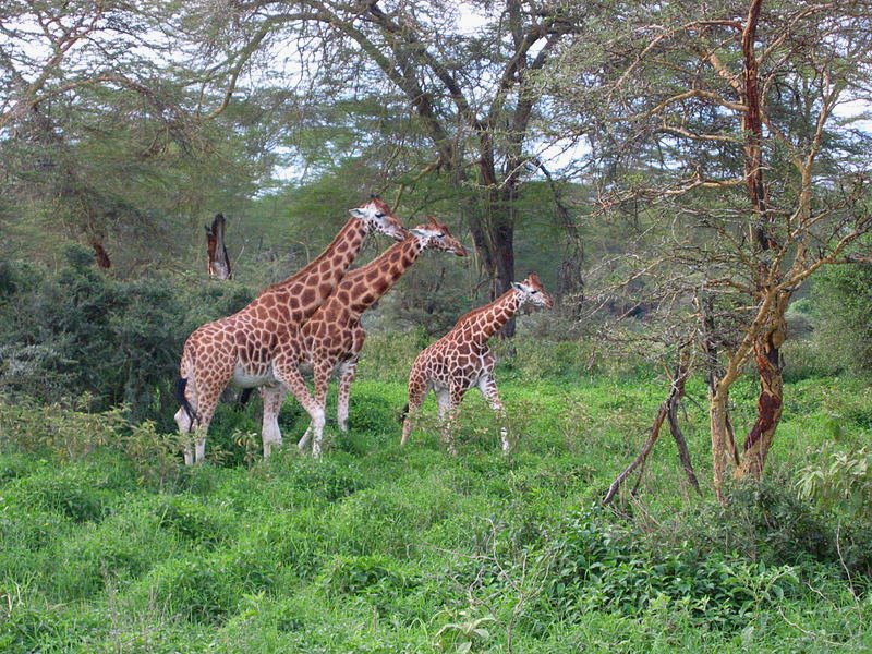 Giraffes at Lake Nakuru National Park