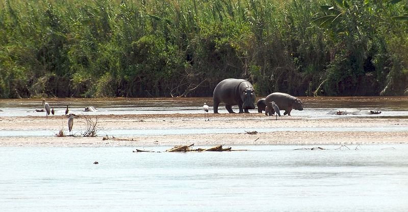 Rusizi National Park, Burundi