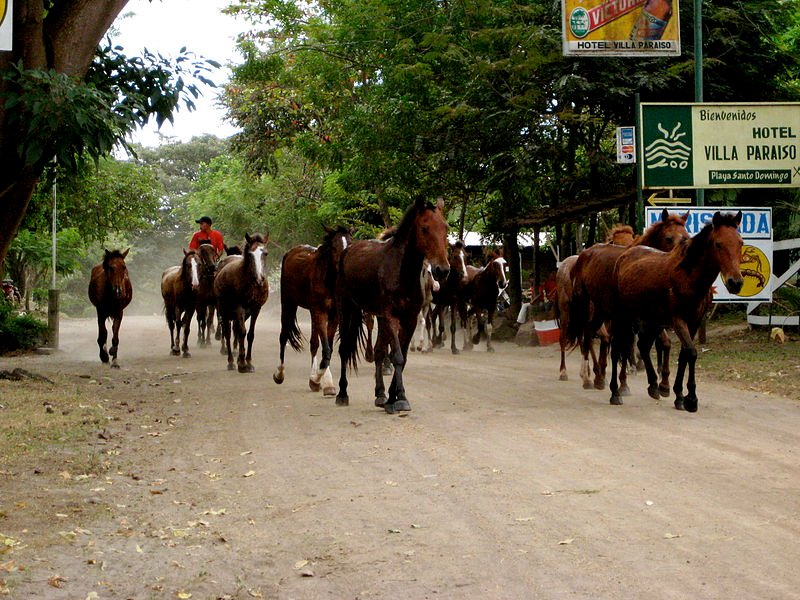 Horses on Ometepe Island, Nicaragua