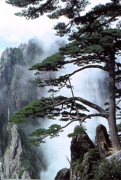 Huangshan vegetation