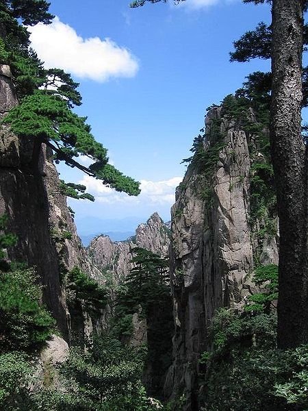 Huangshan vegetation