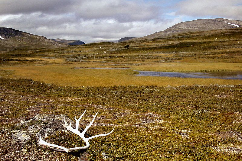 Im Vålådalen Nature Reserve, Jämtland