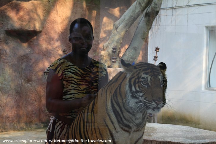 Kenyan tiger with its keeper at Sriracha Tiger Zoo