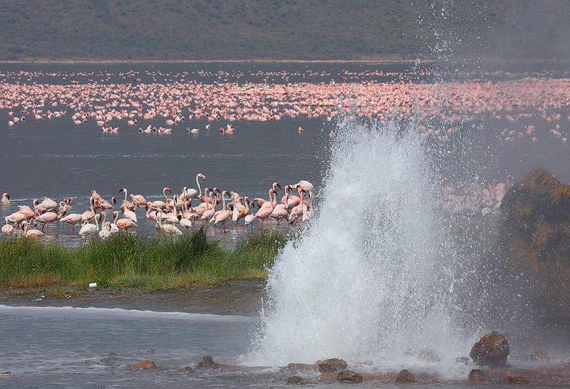 Geyser and flamingos of Lake Bogoria in the Great Rift Valley, Kenya