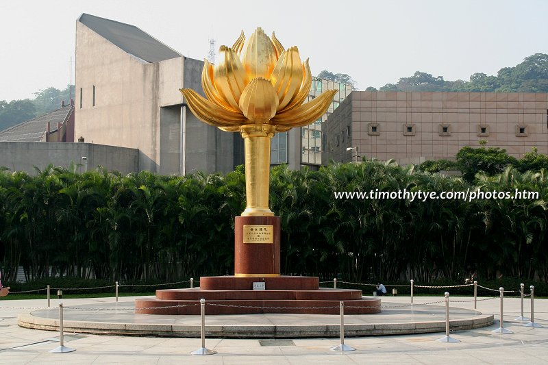 Lotus Flower in Full Bloom, Macau