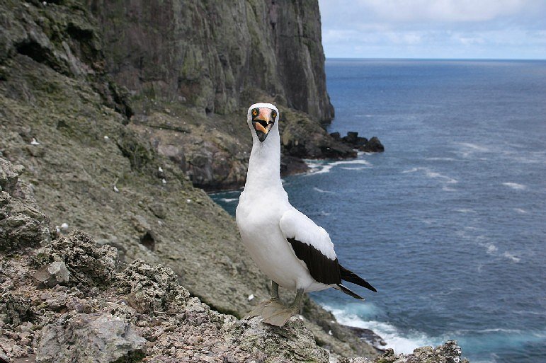 Malpelo Island