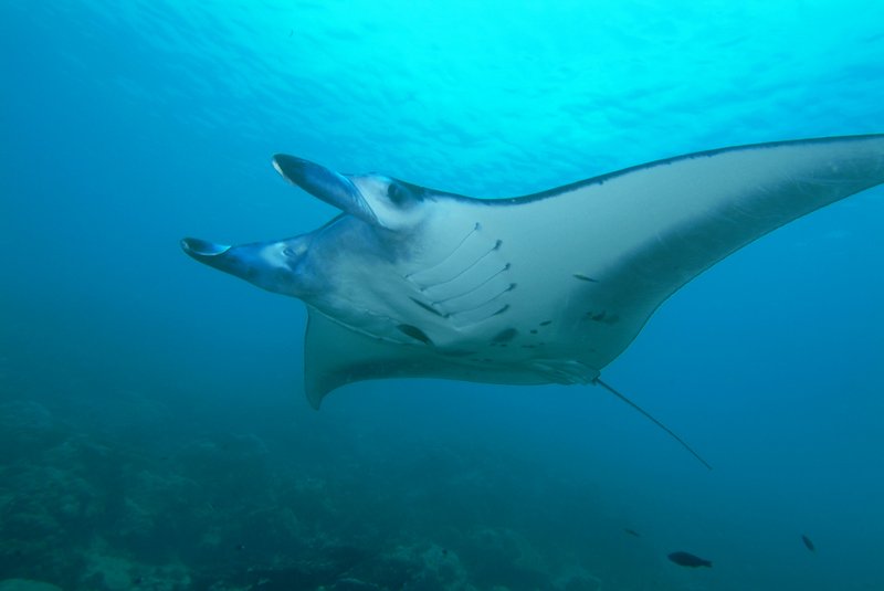 Manta ray off Yap