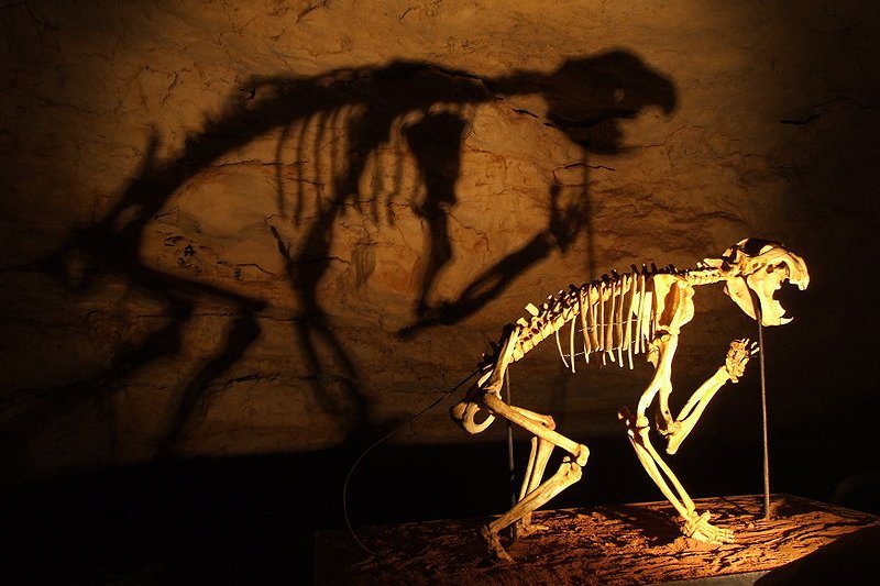 Thylacoleo skeleton, Naracoorte Caves