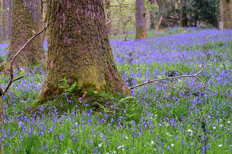 May Bluebells, England