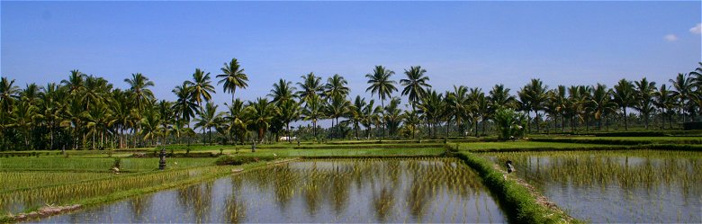 Ricefields near Mengwi