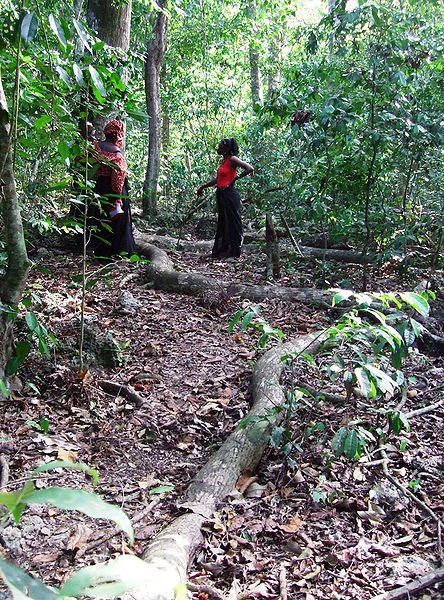 Mijikenda Kaya Forest, Kenya