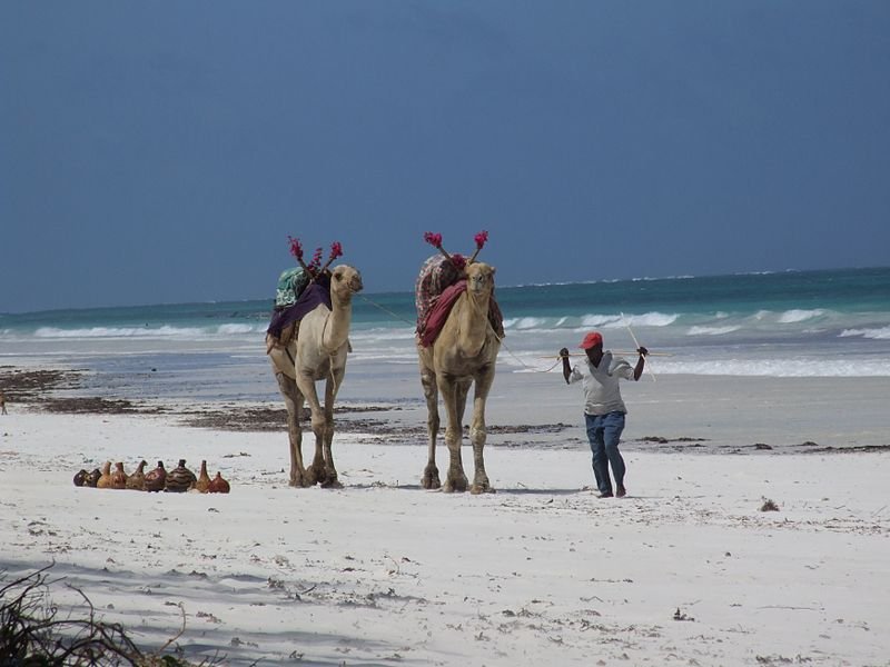 Camels on Diani Beach in Mombasa, Kenya