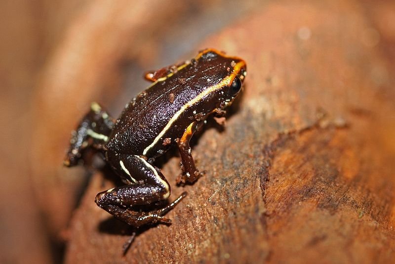 Monte Iberia Dwarf Frog