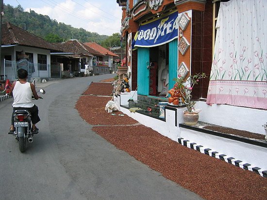 Drying cloves in Munduk