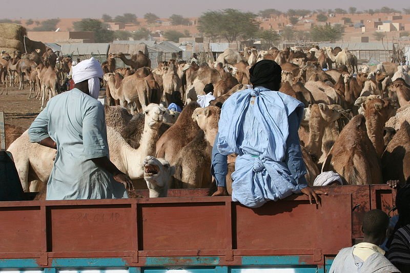 Nouakchott camel market